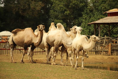 Horses in a field