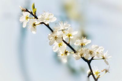 Close-up of white cherry blossoms in spring