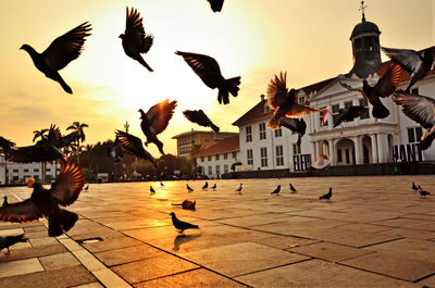 Flock of pigeons flying in city