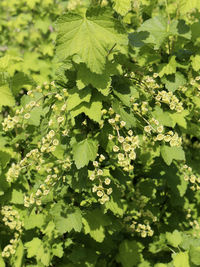 Close-up of fresh green leaves