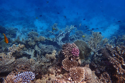 undersea