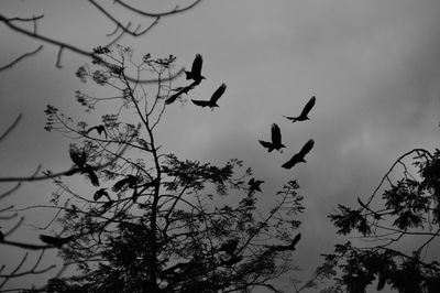 Low angle view of silhouette birds flying against sky