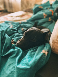 Dog sleeping on bed