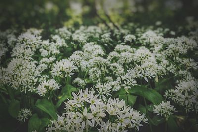 Close-up of white flowers