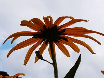 Low angle view of orange flowering plant against sky