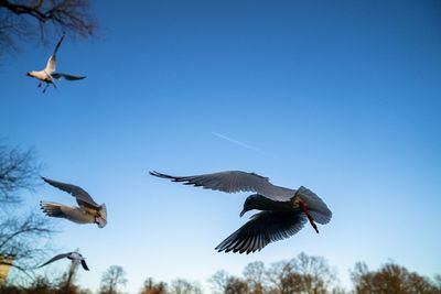 Low angle view of birds flying in sky