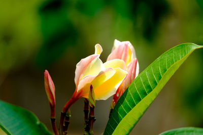 Close-up of flowers blooming outdoors