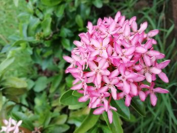 Close-up of pink flowering plant