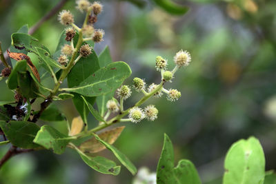 Close-up of flowering plant