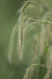 Close-up of wheat growing on field