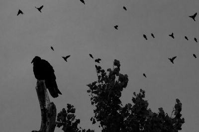 Low angle view of birds flying in the sky