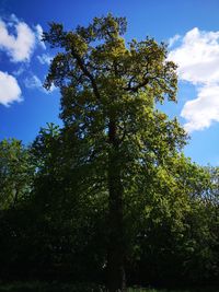 Low angle view of trees against sky