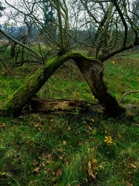 Bare trees in forest