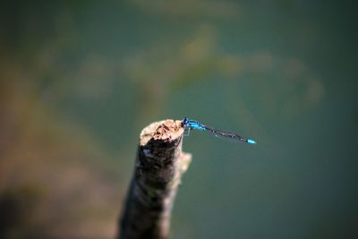 Close-up of damselfly perching on branch