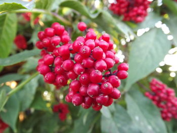 Close-up of berries on tree