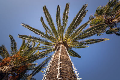 Low angle view of palm tree against clear blue sky