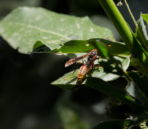 Close-up of insect on leaf