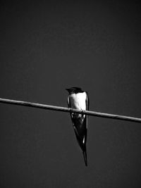 Close-up of bird perching on cable