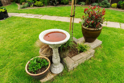 High angle view of plants