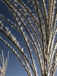 Low angle view of palm tree against clear blue sky