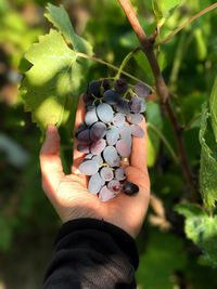 Close-up of hand holding fruits