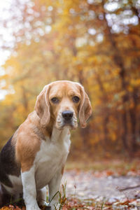 Portrait of dog on leaves during autumn