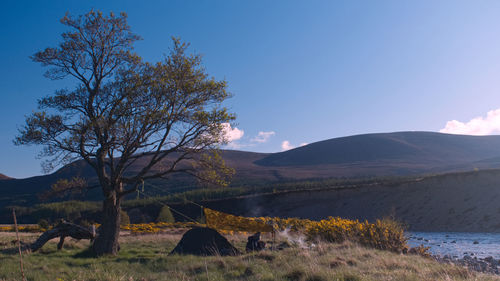 Trees on field against blue sky