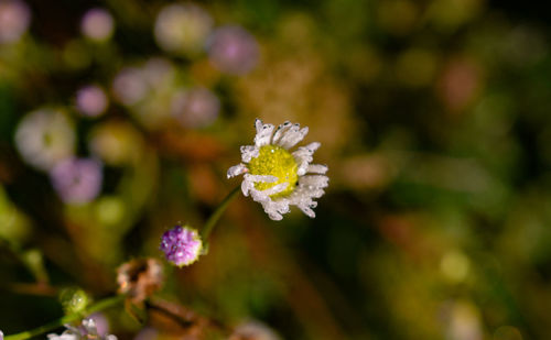 Close-up of purple flowering plant