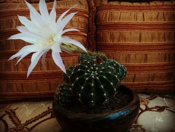 Close-up of succulent plant on table