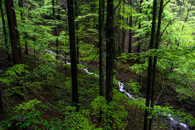 Trees in forest