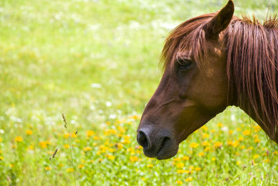 Portrait of red horse in the valley, svaneti, georgia