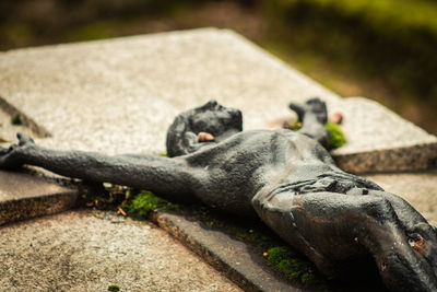 Close-up of cat lying on rock