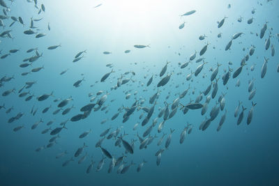 Low angle view of fishes swimming in sea