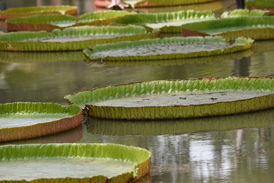 Close-up of water lily leaves floating on lake