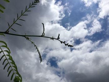 Low angle view of silhouette tree against sky