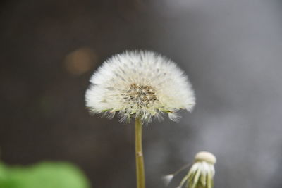 Close-up of dandelion against blurred background