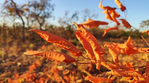 Close-up of orange leaves on field against sky