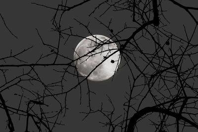 Low angle view of silhouette birds perching on bare tree