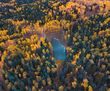 Aerial view of lake amidst trees during autumn