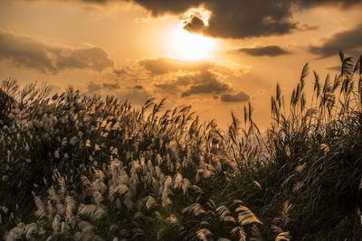 Plants growing on land against sky during sunset