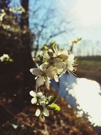 Close-up of white flowers blooming