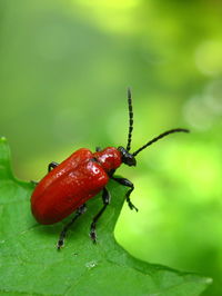 Close-up of wet bug on leaf