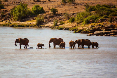 Rear view of animals walking on landscape