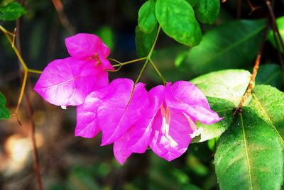 Close-up of pink flower blooming outdoors