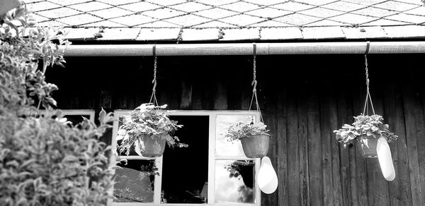 Potted plants hanging on rope