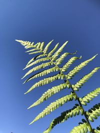 Low angle view of fern against blue sky