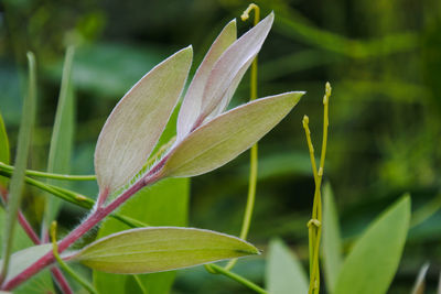 Close-up of green plant