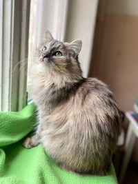 Close-up of a cat looking away