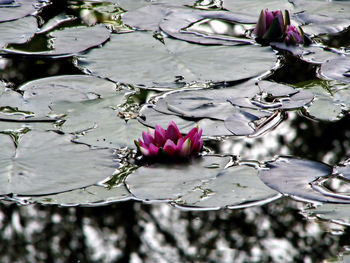 Close-up of lotus water lily in lake