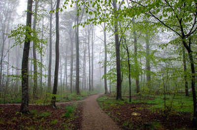 Road amidst trees in forest